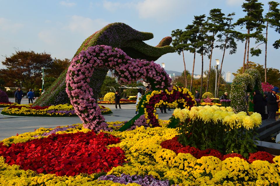 Фестиваль хризантем, Пусан, Южная Корея